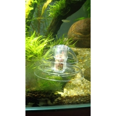 Dụng Cụ Bẫy Ốc Hại Trong Hồ Thủy Sinh, Hồ Cá Cảnh