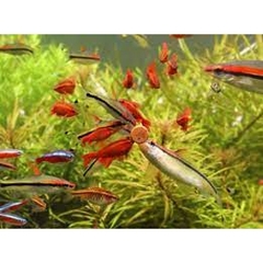 Cám Dán JBL NOVOTAB PRO Hủ Nhỏ - Thức Ăn Dán Hồ Kính Cao Cấp Cho Hồ Thủy Sinh, Bể Cá Cảnh