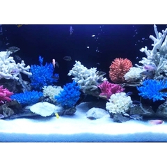 San Hô Bông - San Hô Thiên Nhiên Trang Trí Hồ Cá Cảnh, Tiểu Cảnh - Giúp Tăng PH Nước