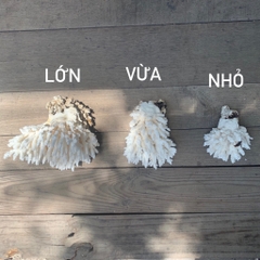 San Hô Bông - San Hô Thiên Nhiên Trang Trí Hồ Cá Cảnh, Tiểu Cảnh - Giúp Tăng PH Nước