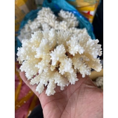 San Hô Bông - San Hô Thiên Nhiên Trang Trí Hồ Cá Cảnh, Tiểu Cảnh - Giúp Tăng PH Nước