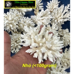 San Hô Bông - San Hô Thiên Nhiên Trang Trí Hồ Cá Cảnh, Tiểu Cảnh - Giúp Tăng PH Nước