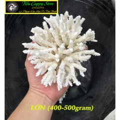 San Hô Bông - San Hô Thiên Nhiên Trang Trí Hồ Cá Cảnh, Tiểu Cảnh - Giúp Tăng PH Nước