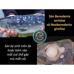 TOPTOP - Chuyên Xử Lý Giun, Sán, Đường Ruột Cho Cá