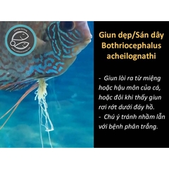 TOPTOP - Chuyên Xử Lý Giun, Sán, Đường Ruột Cho Cá