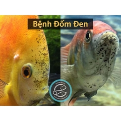 TOPTOP - Chuyên Xử Lý Giun, Sán, Đường Ruột Cho Cá