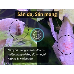 TOPTOP - Chuyên Xử Lý Giun, Sán, Đường Ruột Cho Cá