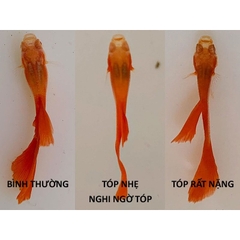 TOPTOP - Chuyên Xử Lý Giun, Sán, Đường Ruột Cho Cá