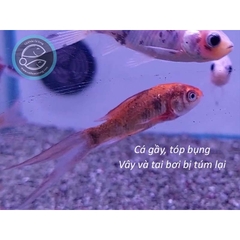 TOPTOP - Chuyên Xử Lý Giun, Sán, Đường Ruột Cho Cá