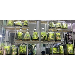 Đèn Đế Gỗ - Đèn Led kèm Đế Gỗ Ánh Sáng Trắng vàng chuyên dụng cho hồ thủy sinh, hồ bán cạn, bể cá tròn...