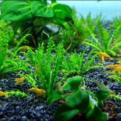 1kg Cát Thạch Anh Đen - Chuyên Dụng Lót Nền, Trang Trí Bể Cá