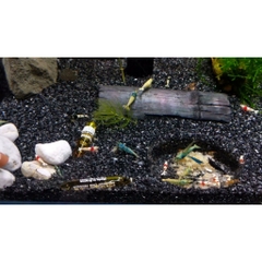 1kg Cát Thạch Anh Đen - Chuyên Dụng Lót Nền, Trang Trí Bể Cá