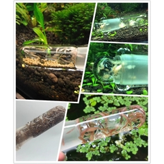 Ống Thủy tinh Bẫy Sán, Sinh vật hại trong Hồ Thủy Sinh