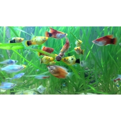 Thức Ăn Dán Kinh JBL NOVOTAB - Thực phẩm cao cấp cho Cá Cảnh, Cá Thủy Sinh đến từ Đức