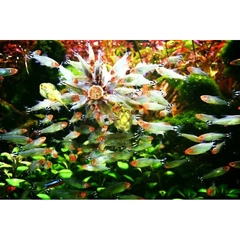 Thức Ăn Dán Kinh JBL NOVOTAB - Thực phẩm cao cấp cho Cá Cảnh, Cá Thủy Sinh đến từ Đức