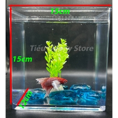 Keo Betta Trong Suốt 15x12x15cm - Keo Show Nhựa Chất Liệu Cao Cấp Tích Hợp nuôi cá Betta, Guppy, Cá Cảnh nhỏ, Tiểu Cảnh