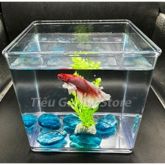Keo Betta Trong Suốt 15x12x15cm - Keo Show Nhựa Chất Liệu Cao Cấp Tích Hợp nuôi cá Betta, Guppy, Cá Cảnh nhỏ, Tiểu Cảnh