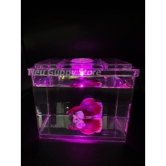 Khay Nhựa Mica nuôi Cá Betta, Guppy, Cá Cảnh Nhỏ 8x12x10cm Sobo M-B03- Keo Betta Mini Chất Liệu nhựa trong suốt