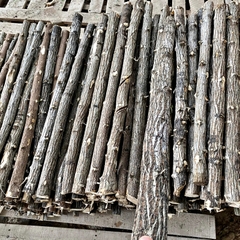 Lũa Thạch Sùng - Lũa Chuyên Setup Hồ Thủy Sinh Layout Rừng Tự Nhiên (Chiều dài 35-50cm)