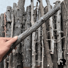 Lũa Thạch Sùng - Lũa Chuyên Setup Hồ Thủy Sinh Layout Rừng Tự Nhiên (Chiều dài 35-50cm)