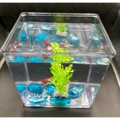 Keo Betta Trong Suốt 20x15x18cm và 15x12x15cm -  Keo Show Nhựa Chất Liệu Cao Cấp