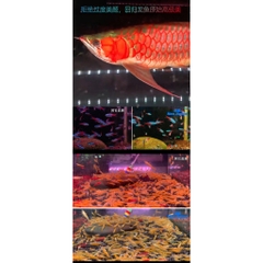 Đèn Hồ Cá Neo Helios Solar Color Booster - Tăng Cường Giúp Màu Cá Thêm Đẹp