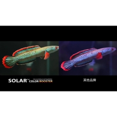 Đèn Hồ Cá Neo Helios Solar Color Booster - Tăng Cường Giúp Màu Cá Thêm Đẹp