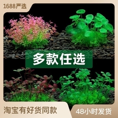 Phụ Kiện Tiểu Cảnh - Mô hình cây rong nhựa ( YR-5 ) - Tiểu Cảnh Trang Trí Hồ Cá