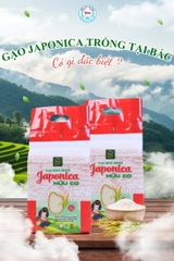 GẠO JAPONICA ĐƯỢC TRỒNG Ở MIỀN BẮC CÓ GÌ ĐẶC BIỆT? BƯỚC ĐỘT PHÁ TỪ GẠO BẢO MINH