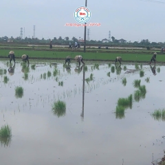 HỆ SINH THÁI LÚA RUỘNG RƯƠI AN THANH VÀO MÙA MỚI: HÀNH TRÌNH GIEO CẤY ST25 THUẦN TỰ NHIÊN