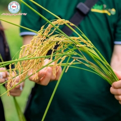KHÁM PHÁ SỰ KHÁC BIỆT TỪ CÁNH ĐỒNG JAPONICA HỮU CƠ ĐẠT CHUẨN MỸ (USDA): BÍ MẬT TẠO NÊN CHẤT LƯỢNG VƯỢT TRỘI CỦA GẠO BẢO MINH