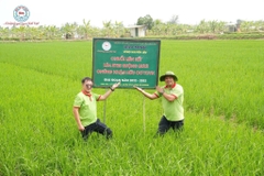 GẠO ST25 RUỘNG RƯƠI: TINH HOA TỪ HỆ SINH THÁI TỰ NHIÊN KHÔNG THỂ NHÂN BẢN
