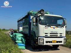 GẠO ST25 RUỘNG RƯƠI BẢO MINH: MÙA VÀNG BỘI THU VÀ HÀNH TRÌNH NÔNG NGHIỆP TỬ TẾ