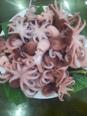 Tuộc sữa
