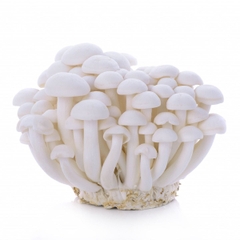 Nấm Linh Chi Trắng Hàn Quốc 150g