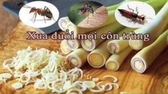 Nước Lau Sàn Tinh Dầu Sả Chanh CHUẨN SPA