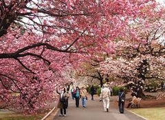 Tour Hàn Quốc 5N4Đ:  Seoul - Namiisland- Everland - CV Hoa Anh Đào