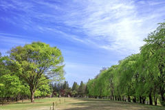 Tour Hàn Quốc 5N4Đ:  Seoul - Namiisland- Everland - CV Hoa Anh Đào