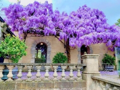 TOUR AUSTRALIA:  SYDNEY – CANBERRA – MELBOURNE 8N7Đ BAY VNA