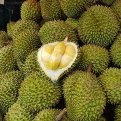 Vietnam Frozen fresh Durian naturally ripe and sofe/ irradiated frozen product