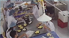 Vietnam Frozen fresh Durian naturally ripe and sofe/ irradiated frozen product