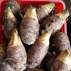 Frozen slices Taro thick 2 cm round diameter 6 to 8 cm/ Frozen High Quality Bulk Quick Frozen FOB $ 2.2 a kg