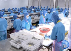 Đơn hàng xuất khẩu lao động thủy sản Nhật Bản: Cơ hội và thách thức