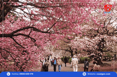 Tour Hàn Quốc: Seoul - Nami - Everland 5 Ngày 5 Đêm từ Tp. HCM
