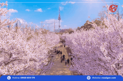Tour Hàn Quốc: Seoul - Trượt tuyết - Lotte World 5 Ngày 5 Đêm