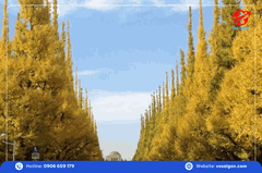 Du lịch Nhật Bản: TP.HCM - Osaka - Kyoto - Phú Sĩ - Tokyo - TP.HCM 5 Ngày 5 Đêm