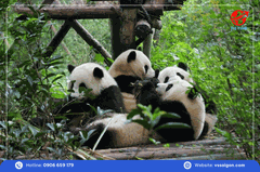 Du lịch Trung Quốc: Tour Thành Đô - Cửu Trại Câu - Công Viên Gấu Trúc - Lạc Sơn 6 Ngày 5 Đêm từ Tp. Hồ Chí Minh