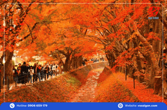 Du lịch Nhật Bản mùa thu: TOKYO – PHÚ SĨ - NAGOYA - KYOTO – OSAKA 5 Ngày 5 Đêm từ Tp.HCM