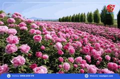 Tour Trung Quốc (No shop): Khai Phong - Lạc Dương - Tây An 6 Ngày 5 Đêm