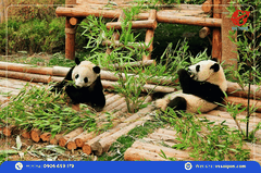 Tour Trung Quốc: Trùng Khánh - Thành Đô - Cửu Trại Câu - Nga Mi - Lạc Sơn 7N7Đ
